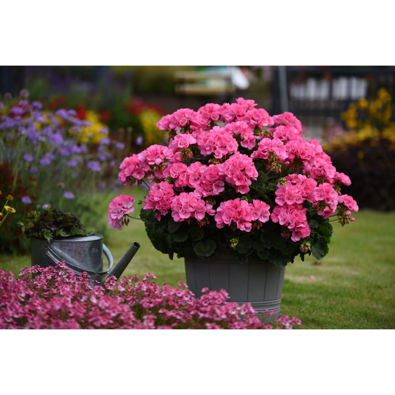 Pelargonia stojąca pudrowy róż Pelargonium zonale