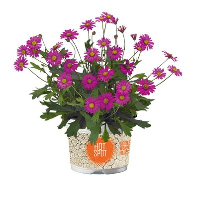 Czubatka magenta Brachyscome