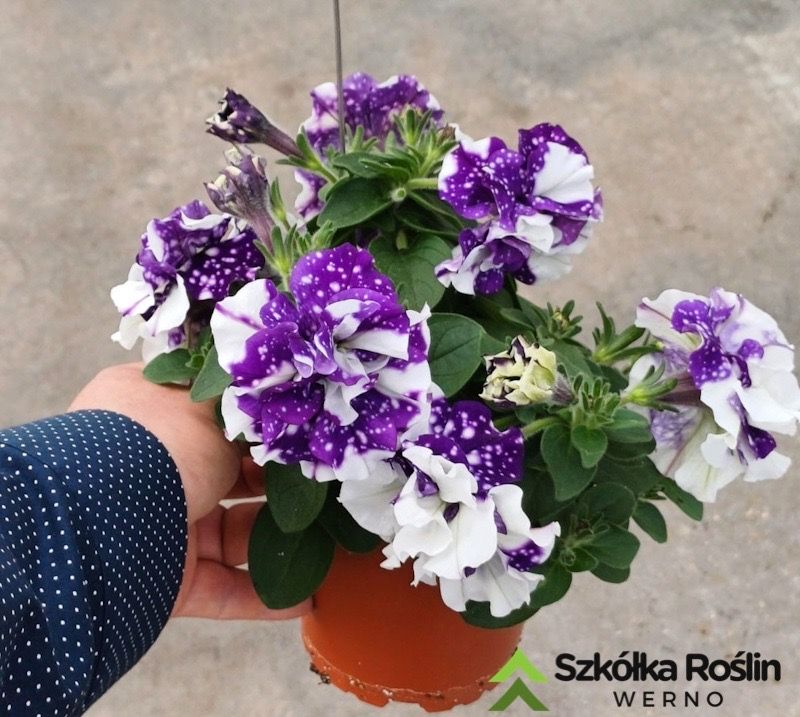 Petunia zwisająca podwójna gwiaździste niebo Petunia hybrida