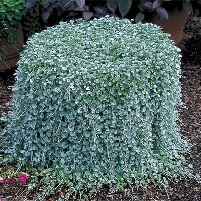 Dichondra zwisająca w koszu ample