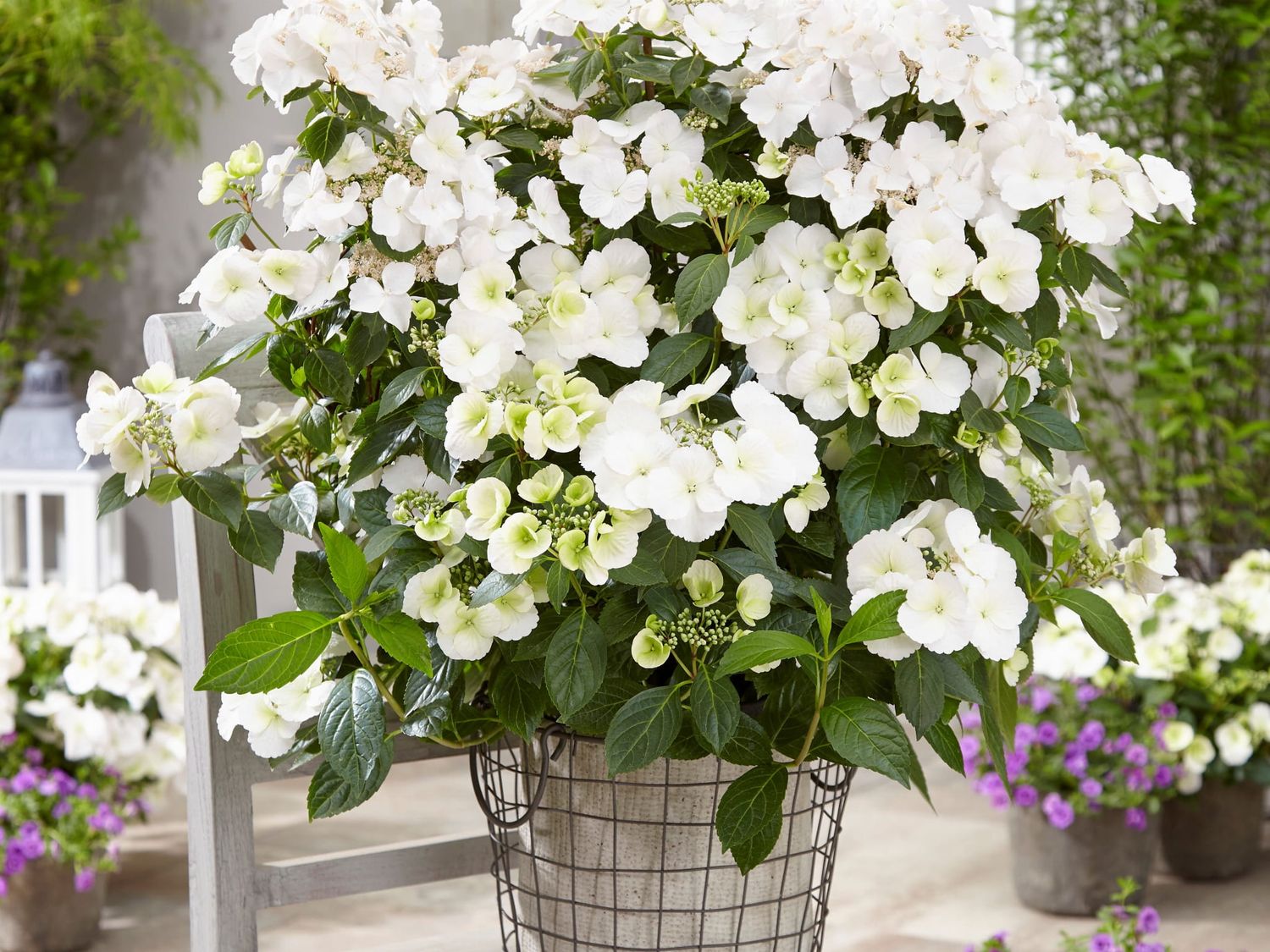 Hortensja &#39;Runaway Bride&#39; Hydrangea hybrid