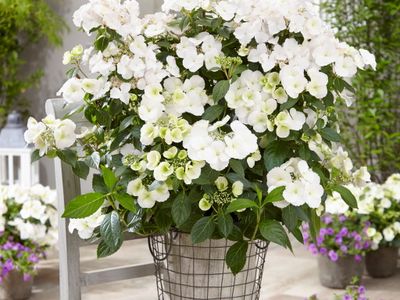 Hortensja &#39;Runaway Bride&#39; Hydrangea hybrid