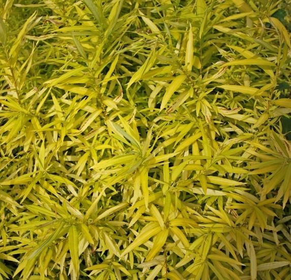 Wierzba sachalińska &#39;Golden Sunshine&#39; Salix udensis