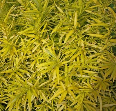 Wierzba sachalińska &#39;Golden Sunshine&#39; Salix udensis