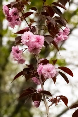 Wiśnia piłkowana na pniu &#39;Royal Burgundy&#39; Prunus serrulata