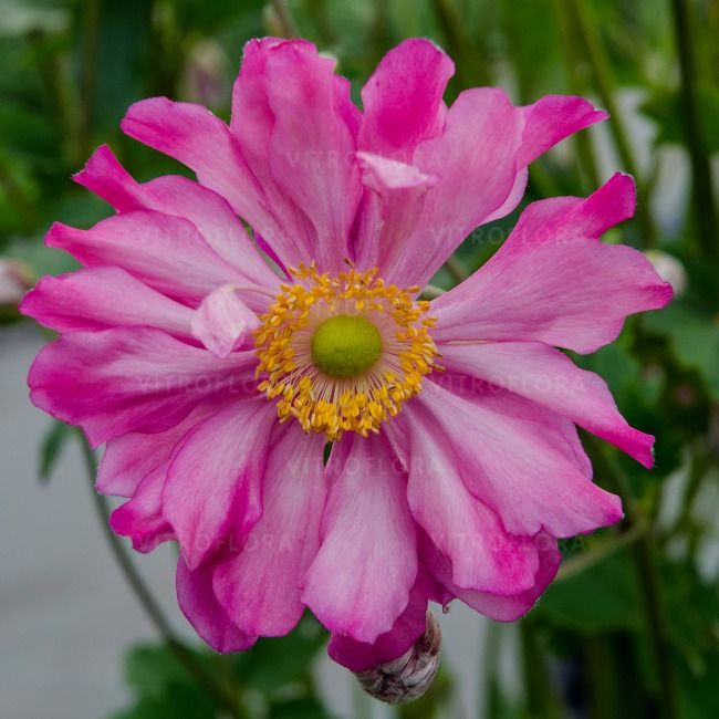 Zawilec japoński &#39;Prinz Heinrich&#39; Anemone