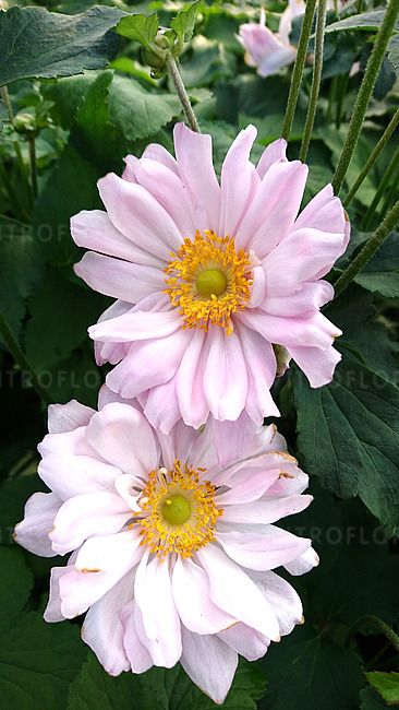 Zawilec japoński &#39;Mont Rose&#39; Anemone