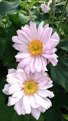 Zawilec japoński &#39;Mont Rose&#39; Anemone
