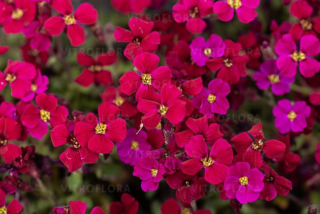 Żagwin &#39;Axcent™ Burgundy&#39; Aubrieta hybrida