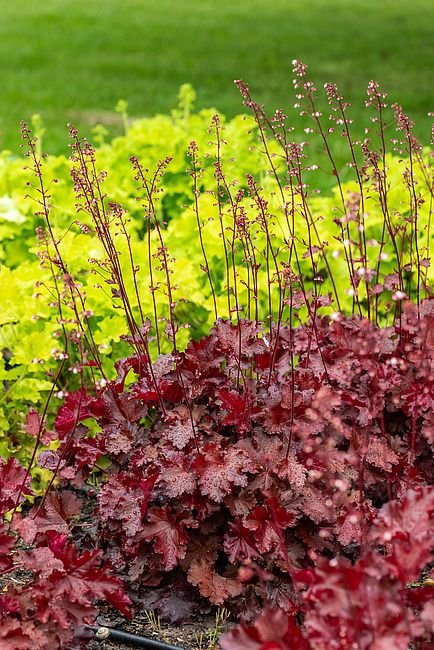Żurawka &#39;Rex™ Fire&#39; Heuchera