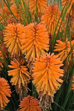 Trytoma &#39;Poco Orange&#39; Kniphofia hybrida