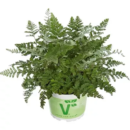 Paprotka Cheilantes &#39;Cimbra&#39;