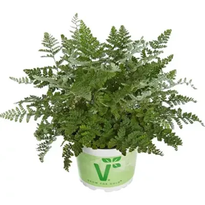 Paprotka Cheilantes &#39;Cimbra&#39;