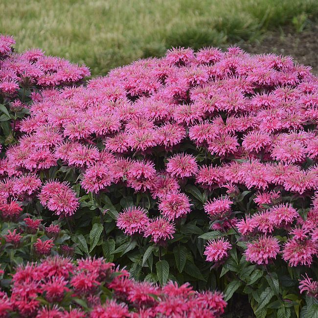 Pysznogłówka &#39;Pardon My Pink&#39; Monarda hybrida