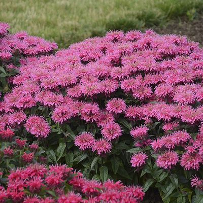 Pysznogłówka &#39;Pardon My Pink&#39; Monarda hybrida