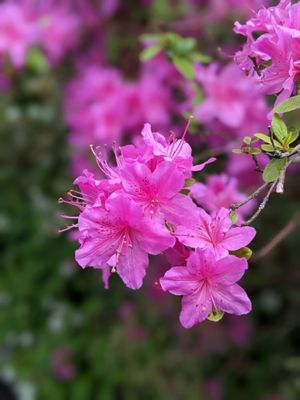 Azalia japońska &#39;Purpurtraum&#39; Azalea japonica