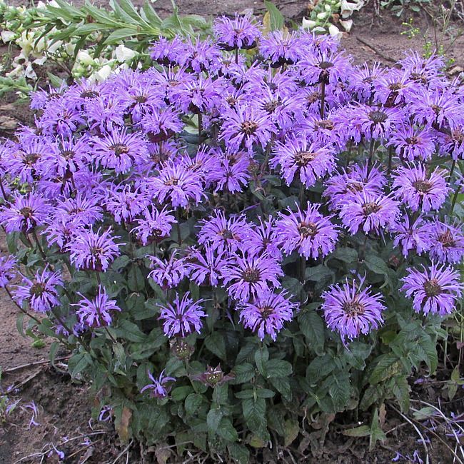Pysznogłówka 'Sugar Buzz® Blue Moon' Monarda hybrida