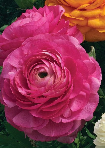 Jaskier &#39;Magic™ Rose&#39; Ranunculus asiaticus