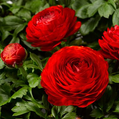 Jaskier &#39;Magic™ Red&#39; Ranunculus asiaticus