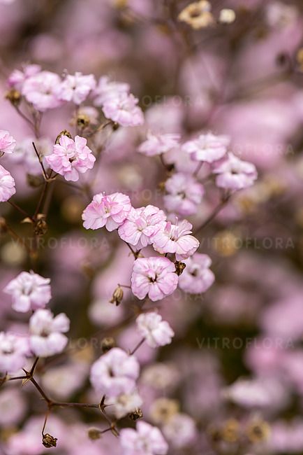 Gipsówka &#39;Rosenschleier&#39; Gypsophilla hybride