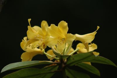 Rododendron Różanecznik &#39;Finesse&#39; Rhododendron, Wielkość sadzonki: Wielkość L+  (3L)