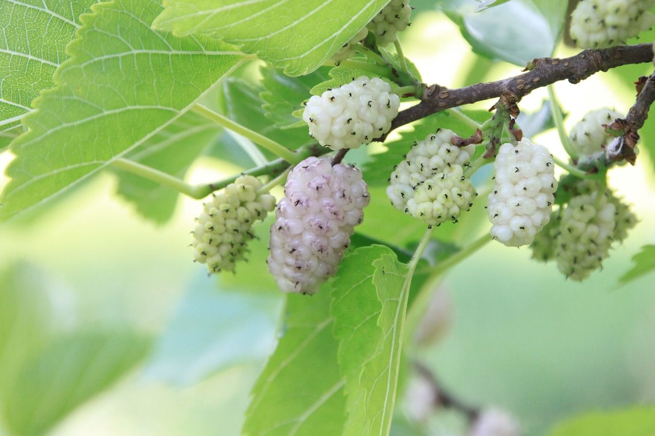 Morwa biała Morus Alba