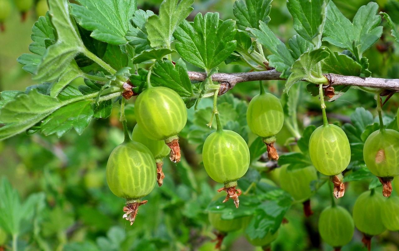 Agrest żółty &#39;Hinnomaki Yellow&#39; Ribes uva-crispa