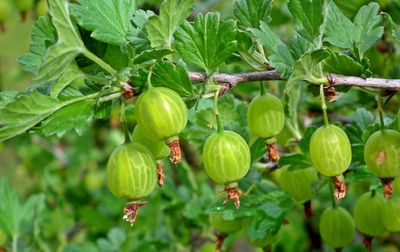 Agrest żółty &#39;Hinnomaki Yellow&#39; Ribes uva-crispa