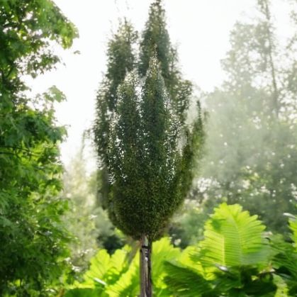 Grab pospolity &#39;Fastigiata&#39; Carpinus betulus