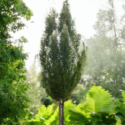 Grab pospolity &#39;Fastigiata&#39; Carpinus betulus