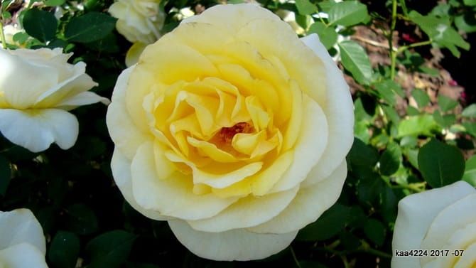 Róża stojąca &#39;Castle™ Stockholm™ Poulcas033(N)&#39; Rosa hybrida