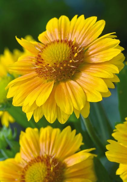 Gaillardia &#39;Arizona Apricot&#39; Gaillardia aristata