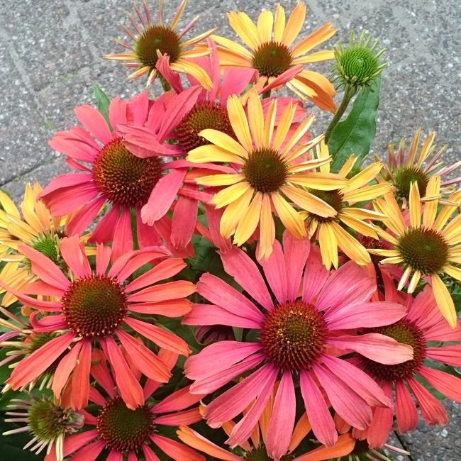 Jeżówka &#39;Fountain Orange Bicolour&#39; Echinacea hybrida