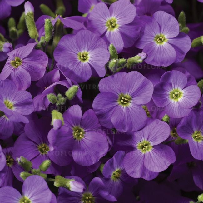 Żagwin &#39;Axcent™ Light Blue&#39; Aubrieta hybrida, Wielkość sadzonki: Wielkość M  (P12)