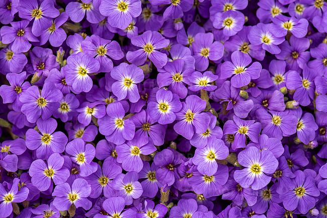 Żagwin &#39;Axcent™ Light Blue&#39; Aubrieta hybrida