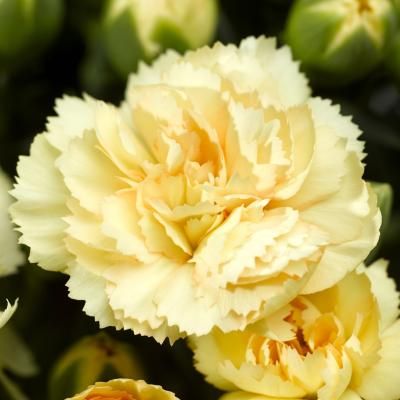 Goździk &#39;Suncharm Yellow Imp.&#39; Dianthus hybrida