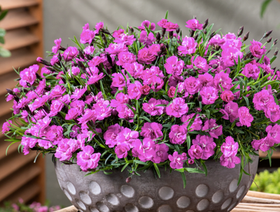 Goździk &#39;Mountain Frost™ Collection Pink PomPom&#39; Dianthus hybrida