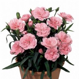 Goździk 'Oscar® Pink' Dianthus hybrida