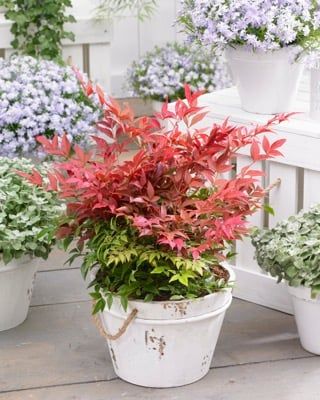 Święty bambus &#39;Obsessed&#39; Nandina domestica