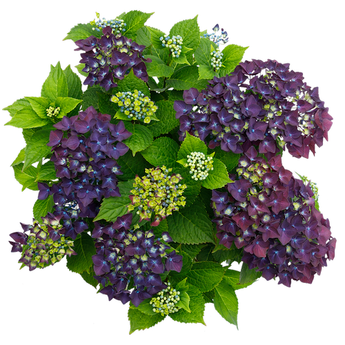 Hortensja kwitnąca co roku ogrodowa &#39;Forever &amp; Ever® Purple&#39; Hydrangea macrophylla