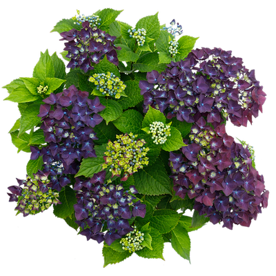 Hortensja kwitnąca co roku ogrodowa &#39;Forever &amp; Ever® Purple&#39; Hydrangea macrophylla