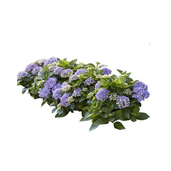 Hortensja kwitnąca co roku ogrodowa Forever &amp; Ever® &#39;Hortbux Blue&#39; Hydrangea macrophylla