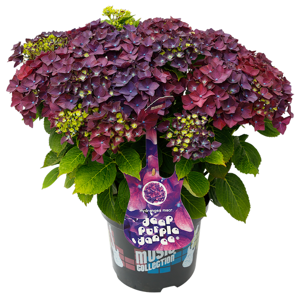 Hortensja kwitnąca na jednorocznych pędach &#39;Music Collection® Deep Purple Dance®&#39; Hydrangea macrophylla