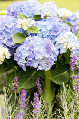 Hortensja kwitnąca na jednorocznych pędach &#39;Music Collection® Blue Ballad®&#39; Hydrangea macrophylla