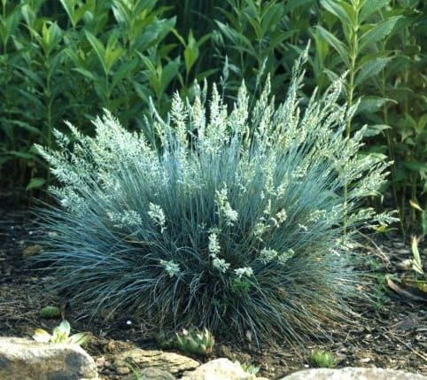 Kostrzewa sina &#39;Blue Select&#39; Festuca glauca