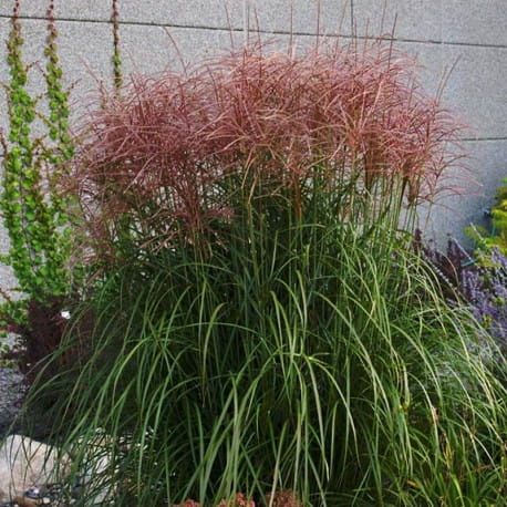Miskant chiński &#39;Roter Pfeil&#39; Miscanthus sinensis