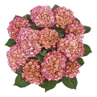 Hortensja ogrodowa &#39;Saxon® Gräfin Cosel Purple&#39; Hydrangea macrophylla