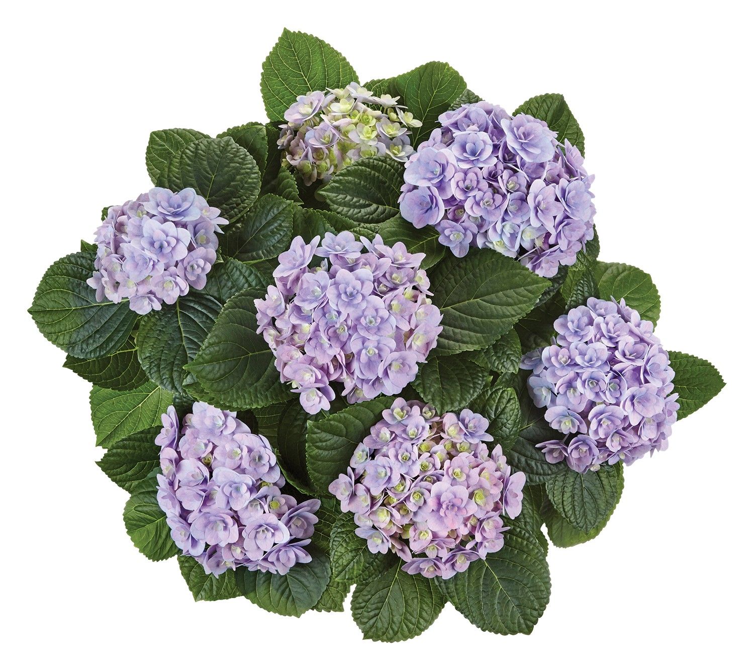 Hortensja ogrodowa &#39;Florentina Blue&#39; Hydrangea macrophylla
