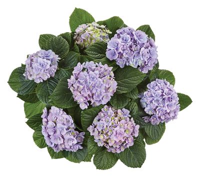 Hortensja ogrodowa &#39;Florentina Blue&#39; Hydrangea macrophylla
