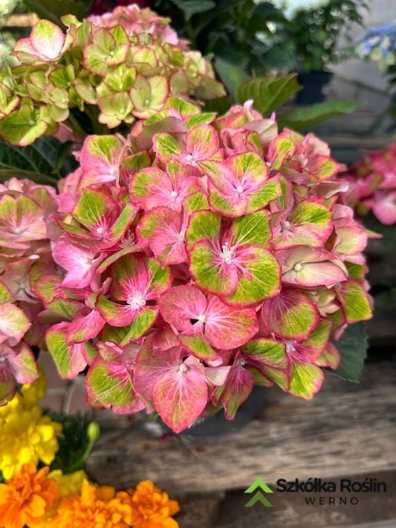 Hortensja ogrodowa &#39;Sweet Lips Red&#39; Hydrangea macrophylla